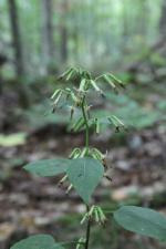 Nabalus albus, White Rattlesnakeroot 