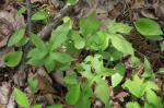 Nabalus albus, White Rattlesnakeroot 