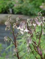 Nabalus albus, White Rattlesnakeroot 