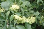 Ptelea trifoliata, Common Hop-tree