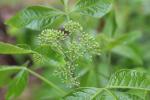 Ptelea trifoliata, Common Hop-tree