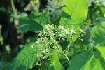 Ptelea trifoliata, Common Hop-tree