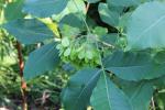 Ptelea trifoliata, Common Hop-tree