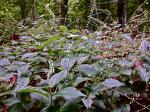 Persicaria virginiana, Woodland Knotweed 