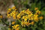 Packera aurea, Golden Groundsel
