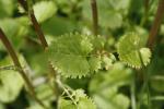 Packera aurea, Golden Groundsel