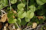 Packera aurea, Golden Groundsel