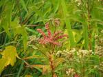 Penthorum sedoides, Ditch Stonecrop