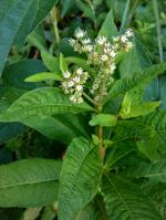 Penthorum sedoides, Ditch Stonecrop