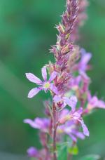 Lythrum alatum, Winged Loosestrife 