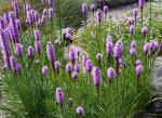 Liatris spicata, Dense Blazing Star 