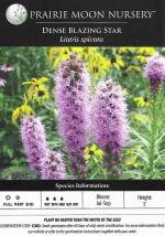 Liatris spicata, Dense Blazing Star 