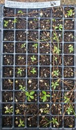 Gentianopsis crinita, Greater Fringed Gentian