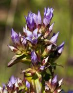 Gentianella quinquefolia, Stiff Gentian