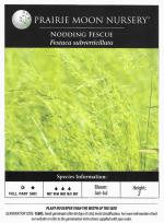 Festuca subverticillata, Nodding Fescue 