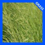 Festuca subverticillata, Nodding Fescue 