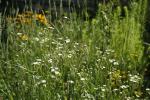 Erigeron strigosus, Daisy Fleabane
