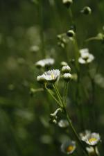 Erigeron strigosus, Daisy Fleabane