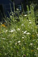 Erigeron strigosus, Daisy Fleabane