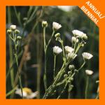Erigeron strigosus, Daisy Fleabane