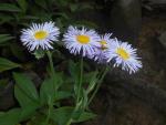 Erigeron pulchellus, Robin&#039;s Plantain