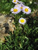 Erigeron pulchellus, Robin&#039;s Plantain
