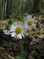 Erigeron pulchellus, Robin&#039;s Plantain
