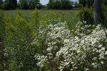 Erigeron annuus, Annual Fleabane