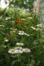 Erigeron annuus, Annual Fleabane