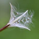 Epilobium ciliatum, Northern Willowherb