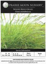 Cinna arundinacea, Stout Woodreed 