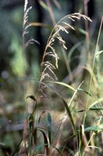 Cinna arundinacea, Stout Woodreed 