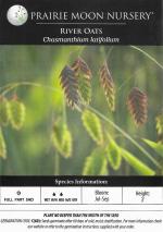 Chasmanthium latifolium, Northern Sea Oats
