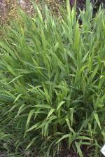 Chasmanthium latifolium, Northern Sea Oats