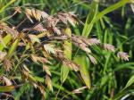 Chasmanthium latifolium, Northern Sea Oats