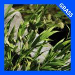 Chasmanthium latifolium, Northern Sea Oats