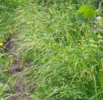 Carex sprengelii, Long-beaked Sedge 