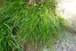 Carex radiata, Eastern Star Sedge 