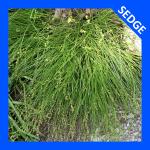 Carex radiata, Eastern Star Sedge 