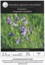 Campanula rotundifolia, Bluebell of Scotland