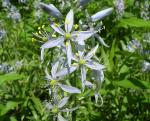 Camassia scilloides, Eastern Camas 