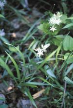 Camassia scilloides, Eastern Camas 