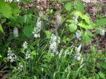 Camassia scilloides, Eastern Camas 