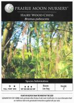 Bromus pubescens, Hairy Woodland Brome
