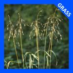 Bromus pubescens, Hairy Woodland Brome