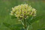 ~ Asclepias viridis, Spider Milkweed