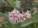 ~ Asclepias speciosa, Showy Milkweed