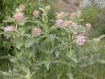 ~ Asclepias speciosa, Showy Milkweed
