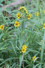 Bidens cernua, Nodding Beggarticks