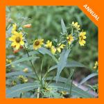Bidens cernua, Nodding Beggarticks